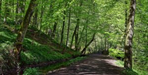 woodland trust