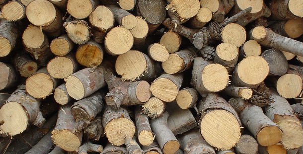 Production of Timber